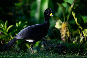 Male Great Curassow foraging on green grass in Costa Rica, Portrait