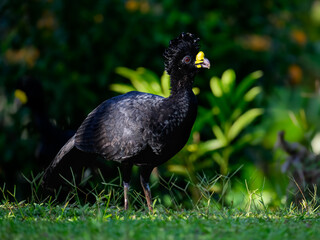Male Great Curassow foraging on green grass in Costa Rica, Portrait