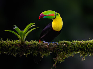Keel-billed Toucan portrait on mossy stick against dark green background