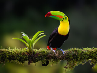 Keel-billed Toucan portrait on mossy stick against dark green background