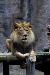 Male Lion Sitting On Platform Sacramento Zoo Vertical