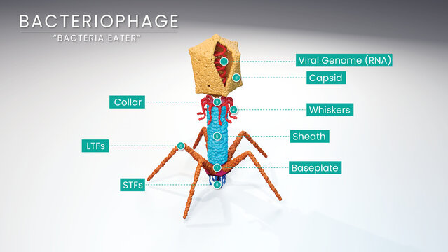 Phagen Bilder Durchsuchen 4,178 Archivfotos, und
