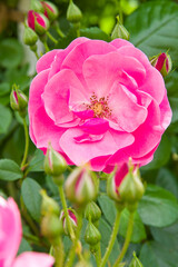 The name of this rose "Angela".