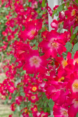 Red rose flowers are in bloom in the rose garden.
The name of this rose is "Cocktail".