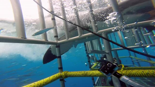 Great white shark swimming underwater in front of camera in a school of fish off the coast of Guadeloupe, Mexico. Carcharodon carcharias, or white shark. Most predator shark in the ocean.