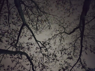 Tree in the night on the sky. Abstract background 
