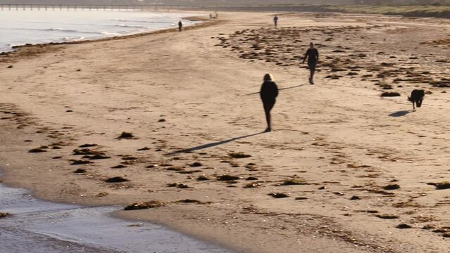 People with Dogs walking on Beach in Morning at Semaphore