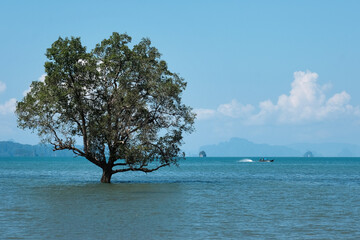 Mangrove tree in the sea during high tide on sunny day. Thalane Beach, Krabi Province, Thailand.