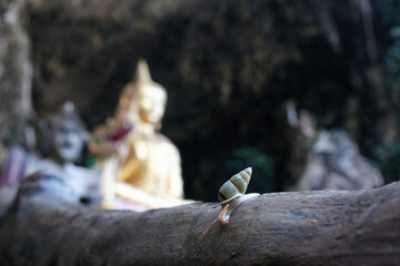 Snail crawling on the background of Buddha statue in Thep Pratan Cave. Thab Prik, Krabi Province, Thailand.