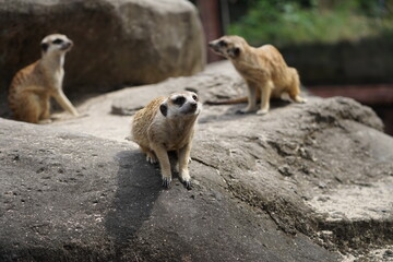 three meerkats on guard