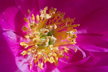 Pink peony flower is in bloom in the peony garden.
The name of this peony is Sarah Bernhardt.
Scientific name is Paeonia lactiflora.