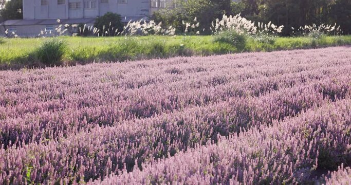 Chinese Mesona flower field in Taoyuan Yangmei District