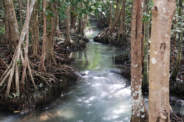 View of mangrove forest on sunny day. Klong Song Nam, Krabi Province, Thailand.