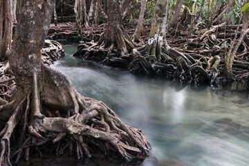 Long exposure shot of a creek in mangrove forest. Krabi Province, Thailand.