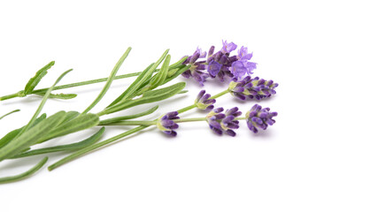Fototapeta premium Lavender sprig flowering isolated on white background. Aromatic evergreen shrub.selective focus