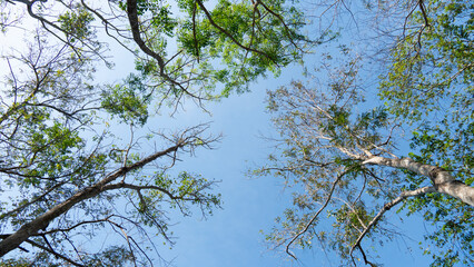 View under trees branches and leaves from tall trees. Under the blue sky.