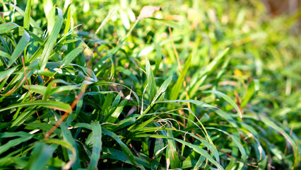 Close-up blede of green grass in the meadow. And blurred of green grass with soft light.