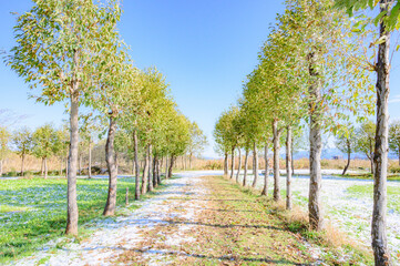新潟　福島潟の稲架木風景