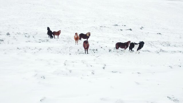 Horses Running in Winter Field, Rural Animals in Snow Covered Meadow Aerial View