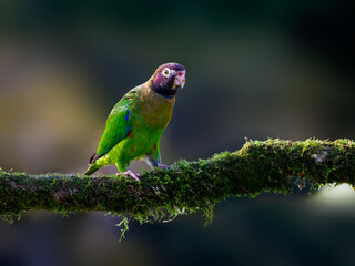 Brown-hooded Parrot portrait on mossy stick against dark green background