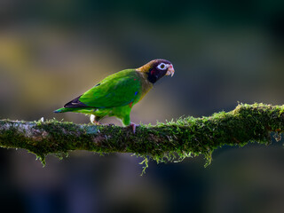Brown-hooded Parrot portrait on mossy stick against dark green background