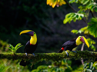 Two Yellow-throated Toucans, portrait on mossy stick against dark green background