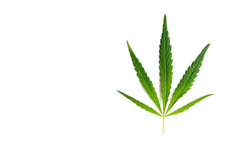 one cannabis leaf on a white background, close-up, selective focus