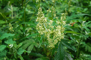 ripening seeds of wild cannabis, close-up, selective focus