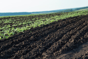 fresh plants were planted on the farm in a plowed field. selective focus