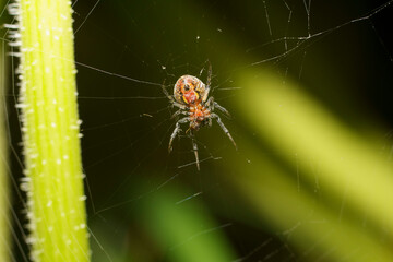 Alpaida versicolor spider on its web