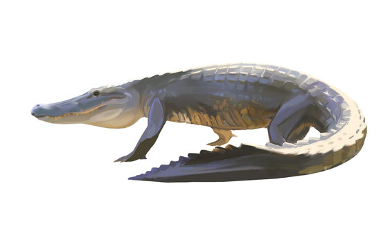 Detailed illustration of an American alligator (Alligator mississippiensis) digitally hand painted, in a style somewhat similar to oil or acrylic painting. Isolated on transparent background. 