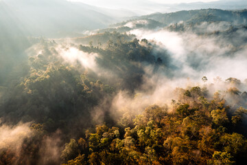 Forest and fog in the morning, high angle view