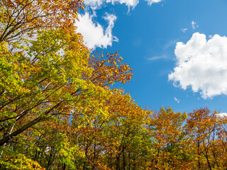 Naklejka premium 秋の乗鞍高原