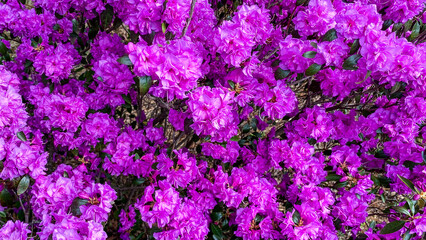 purple pink spring flowers
