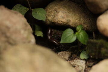 Millipedes are included in the group of arthropods or animals with jointed legs. They live in damp...