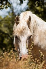 Caballo antes de comer