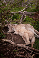 Kangaroos in Phillip Island, Australia