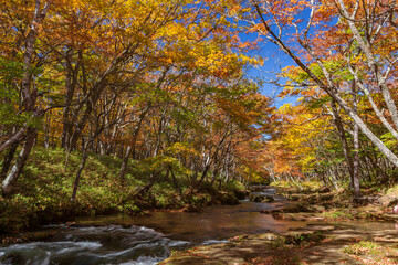 奥日光、湯川の紅葉