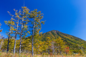 戦場ヶ原から見上げる雄大な男体山