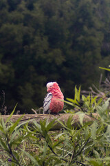 Galah Cockatoo in the wild