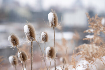 A closeup of dried Chardon Thistles covered in snow and ice on a winter day
