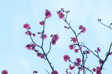 寒い日が続くが、梅の花が綻び始めた。青空に紅色が映える。神戸岡本の梅林公園で撮影