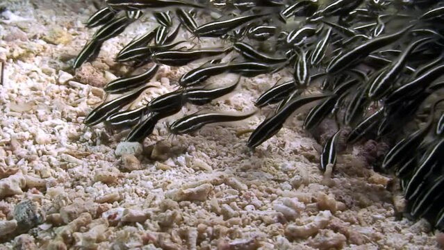 School of fish in underwater ocean of Philippine. Group fish of one species and beauty of underwater wildlife in marine life world of Philippine Sea. Relaxing video about nature, sea and ocean life.