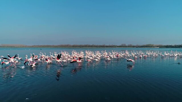 drone view of flamingos over the sea