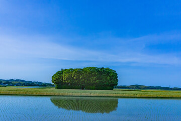 水田に浮かぶ緑の小島　朽羅神社