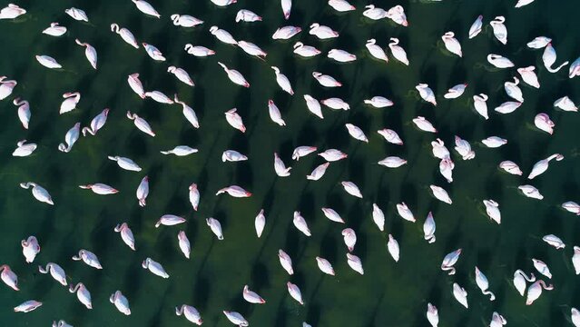 close-up drone view of white flamingos in the sea