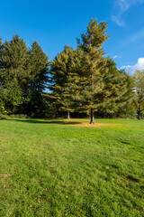 pine trees in the meadow in the fall