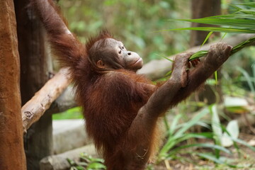 baby orang utan playing