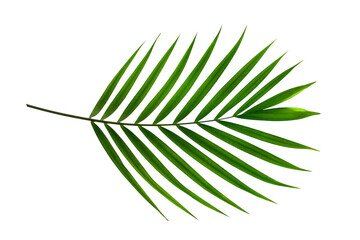 tropical palm leaf isolated on white background, summer background