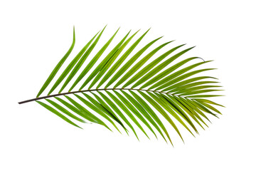 tropical palm leaf isolated on white background, summer background